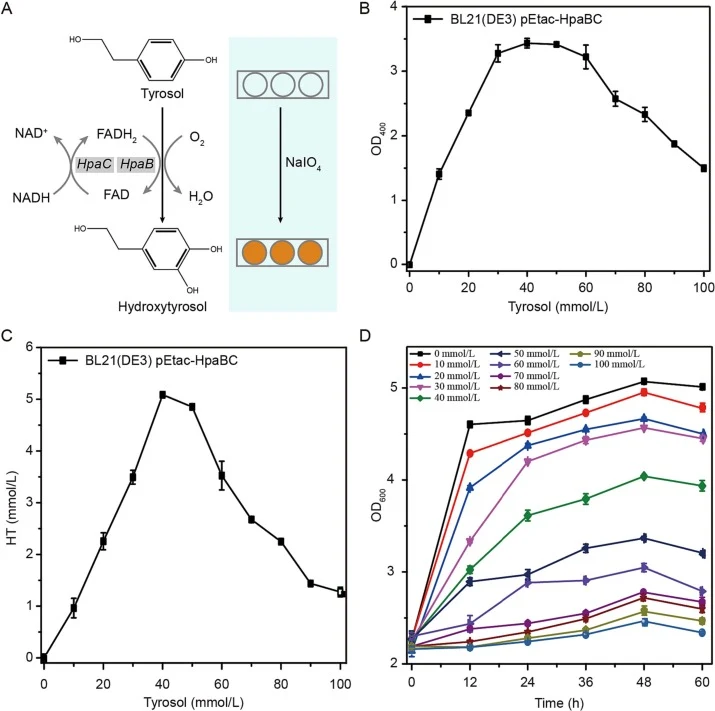 Establishment of a rapid detection method for tyrosol. (A) HpaBC catalyzes the conversion of tyrosol to hydroxytyrosol, which appears brownish-yellow when treated with NaIO4; (B) Co-expression of HpaBC catalyzes different concentrations of tyrosol, and the reaction mixture is treated with NaIO4 for
