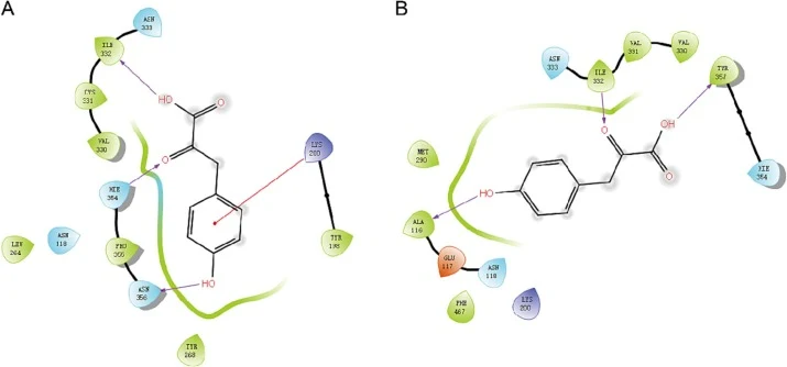 Docking results of 4HPP with the ARO10 mutants. (A) Docking results of 4HPP with the ARO10D331C mutant; (B) Docking results of 4HPP with the ARO10D331V mutant. Hydrogen bonds are shown as purple arrows, and π-cation interactions are shown as red solid lines.