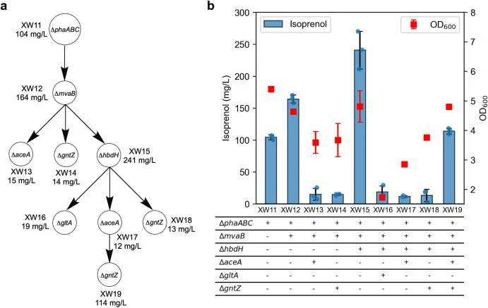 Engineering gene knockout mutants for experimental validation of genome-scale metabolic modeling predictions. A The flowchart of gene knockout strain development; b Isoprenol production and cell growth of constructed gene knockout strains after 48 h using EZ rich medium. Data was obtained from three