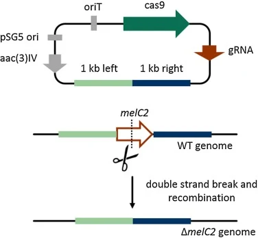 Basic principle of the CRISPR/Cas9 System in Actinoplanes sp. SE50/110 based on the example of the melC2 deletion. The origin of transfer (oriT) is used for the conjugation of the plasmid carrying the temperature sensitive origin of replication from plasmid pSG5 (pSG5 ori), in addition containing th