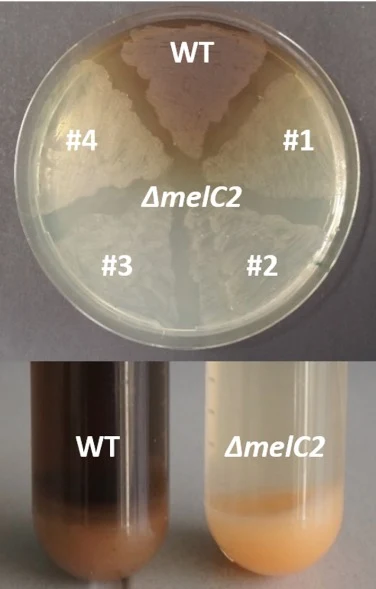 The Actinoplanes sp. SE50/110 wild type produces a dark pigment, presumably eumelanin, on agar plates and in NBS-liquid medium. For the mutant strains ΔmelC2, no change of colour of the agar or the supernatant can be detected. Top: Wildtype strain (WT) and four of the generated mutants are shown. Th