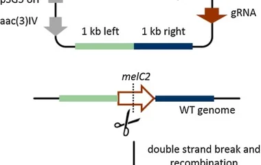 CRISPR/Cas9靶向编辑稀有放线菌Actinoplanes sp.的研究