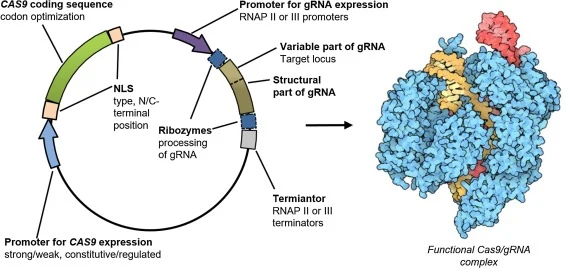 影响基因组编辑效率的Cas9/gRNA表达关键特征。在特定生物体中实施CRISPR/Cas9依赖于一组相互依存的组分。这些特征包括CAS9的DNA序列、用于Cas9核输入的NLS类型与位置、不同...