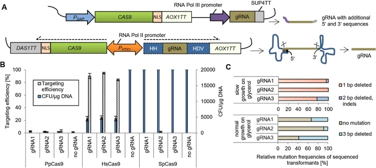 High efficiency implementation of CAS9 and gRNA expression in P. pastoris. (For interpretation of the references to color in this figure legend, the reader is referred to the web version of this article.) (A) Design of CRISPR/Cas9 constructs for P. pastoris. Plasmids 1–77 (Table 1) contained a CAS9