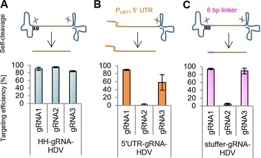 A ribozyme based strategy for improved gRNA vector design as extraneous RNA sequences influence the gRNA targeting efficiency. P. pastoris cells were transformed with CRISPR/Cas9 plasmids containing HsCAS9 and the respective gRNAs targeting GUT1. The gRNA expression cassettes contained the identical