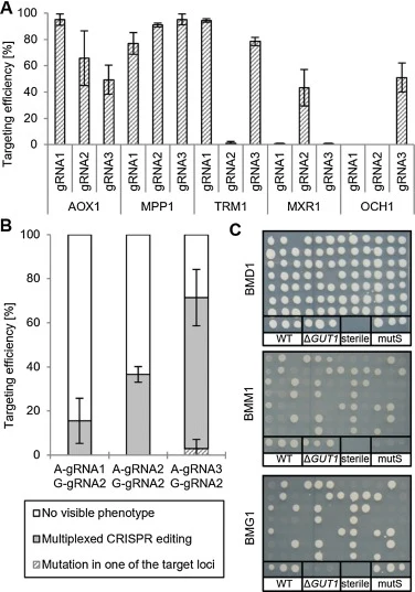 The CRISPR/Cas9 system allows high efficiency targeting of various genes (A) and is suitable for multiplexing (B, C) in P. pastoris. (A) P. pastoris cells were transformed with plasmids (based on designs #81–83, Table 1, maps see S2) bearing HsCAS9 and ribozyme flanked gRNAs under the control of PHT