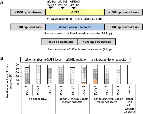 Donor cassette experiments. (A) Overview of different GUT1 knockout cassettes used for the co-transformation of cells with CRISPR/Cas9 vectors. The donor DNA with Zeocin marker cassette consisted of a Zeocin marker cassette flanked by homologous arms (3.8kbp total size) and the donor DNA without (w/