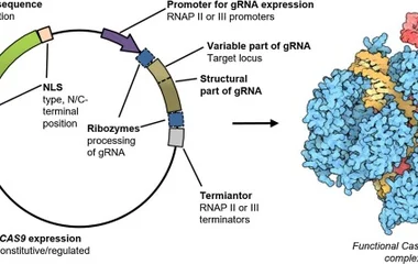 组合优化CRISPR/Cas9表达