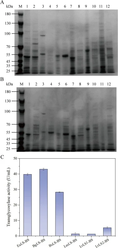 SDS–PAGE分析及表达不同果聚糖蔗糖酶的重组枯草芽孢杆菌菌株的体积酶活。(A) 细胞和培养上清的SDS–PAGE图谱。泳道1、3、5、7、9、11分别为EaLS-BS、BgLS-BS、BsLS-BS、LmLS-BS、LrLS1-BS和LrLS2-BS的全细胞样品。