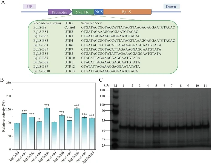 Construction and characterization of recombinant strains with optimized 5′-UTRs. (A) Schematic representation of the construction of recombinant strains carrying different 5′-UTRs. (B) Volumetric activities of recombinant strains optimized with various 5′-UTRs. (C) SDS-PAGE analysis of whole-cell pr