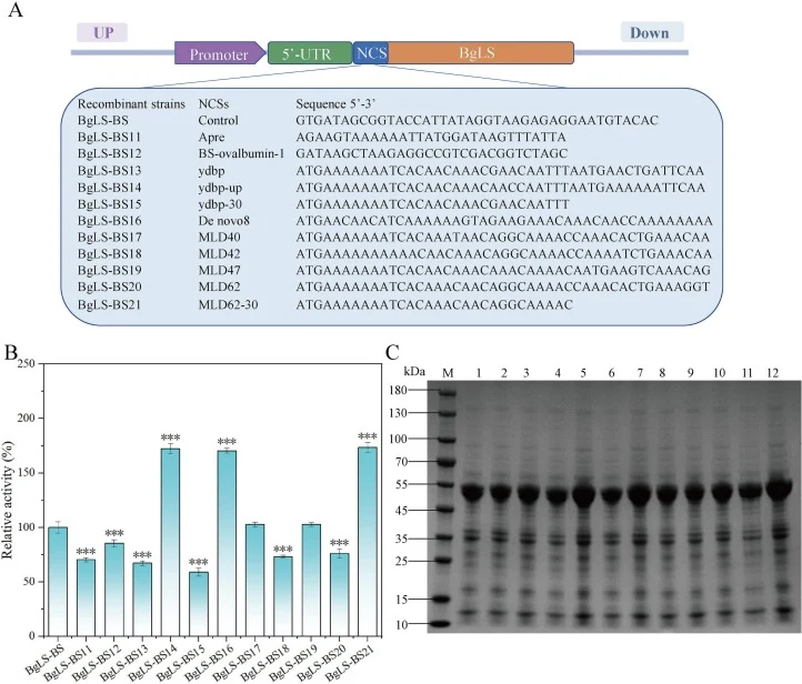 Construction and characterization of recombinant strains with optimized NCSs. (A) Schematic representation of the construction of recombinant strains carrying different NCSs. (B) Volumetric activities of recombinant strains optimized with various NCSs. (C) SDS-PAGE analysis of whole-cell proteins fr