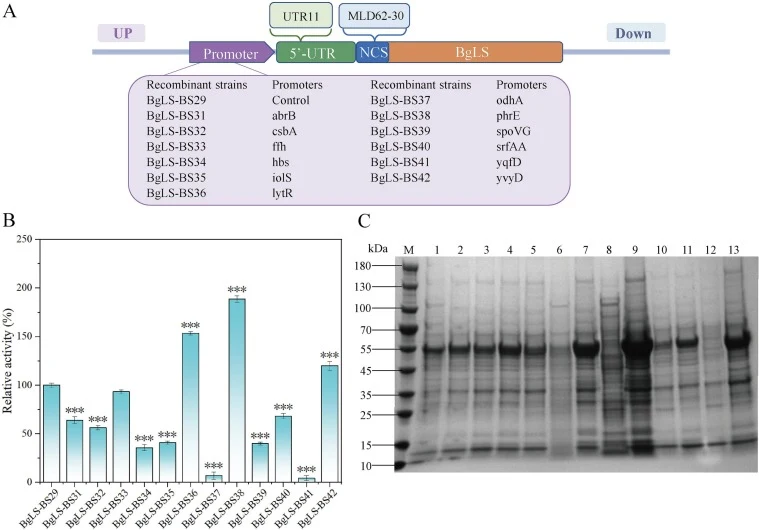 Construction and characterization of recombinant strains with promoter optimization. (A) Schematic representation of the construction of recombinant strains carrying different promoters. (B) Volumetric activities of recombinant strains optimized with various promoters. (C) SDS-PAGE analysis of whole