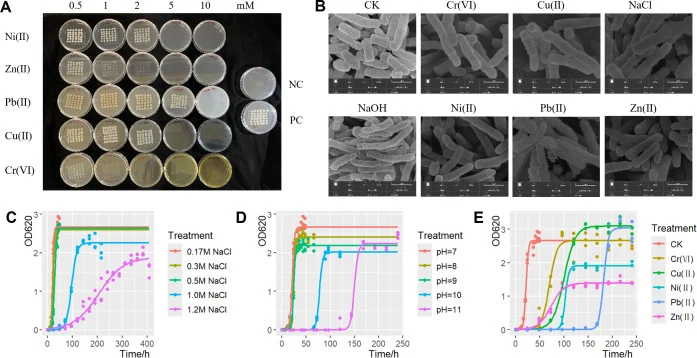Phenotypic characterization of R. erythropolis XP under stress conditions. ( A ) Minimum inhibitory concentrations for Ni(II), Zn(II), Pb(II), Cu(II), and Cr(VI). ( B ) SEM images showing cell morphology under Cr(VI), Cu(II), Ni(II), Pb(II), Zn(II), NaCl, and alkaline (NaOH) stress. ( C–E ) Growth c