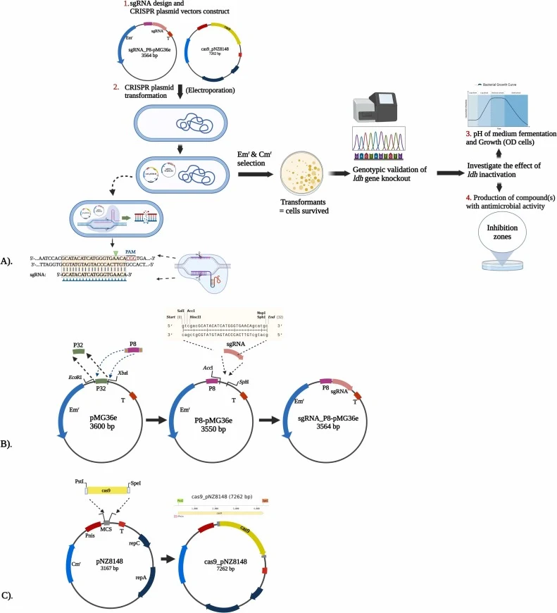 Schematic diagram for the overview of experimental work undertaken that utilize CRISPR/Cas9 to knockout ldh. A) Transformation process of the two-plasmid CRISPR/Cas9 vectors into respective LAB strain that will inactivate ldh and thereby shutting the lactic acid pathway. Successful transformants wer