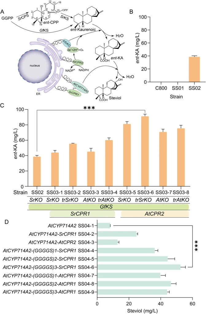Screening of kaurene synthase, ent-kaurene oxidase, and the electron carrier CPR. (A) De novo biosynthetic pathway of ent-KA in engineered yeast strains. (B) De novo biosynthesis of ent-KA in engineered yeast strains. (C) Screening of ent-kaurene oxidase and electron carrier CPR. The abbreviation “t