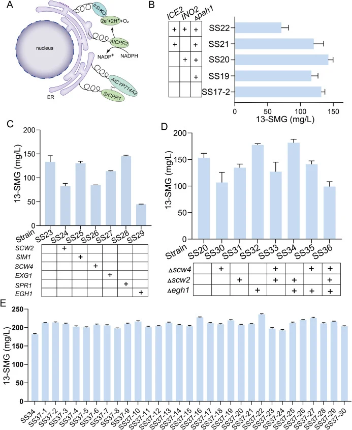 Optimization of 13-SMG biosynthesis. (A) The ER provides a favorable microenvironment for accurate protein folding. (B) Metabolic optimization by expanding the ER area. (C) Overexpression of endogenous glycoside hydrolases in S. cerevisiae. (D) Results of combination knockout of the glycoside hydrol