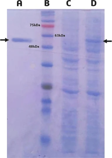 来自蜡样芽孢杆菌GL96的天然α-淀粉酶表达及纯化步骤的SDS-PAGE分析。泳道a)纯化酶,b)kDa预染分子量标记,c)未诱导样品,d)