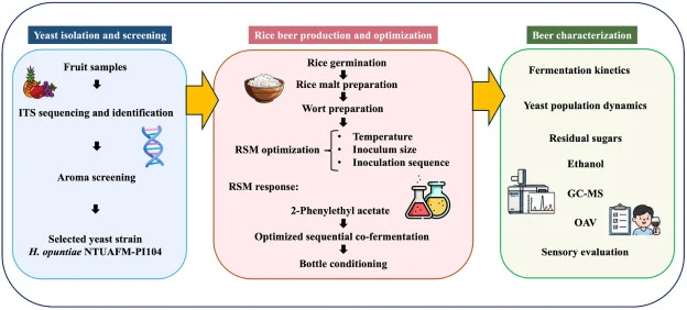 Schematic overview of the experimental workflow for optimization and characterization of rice beer produced by sequential co-fermentation of Hanseniaspora opuntiae and Saccharomyces cerevisiae. The workflow illustrates the three major phases of the study: yeast isolation and screening, rice beer pro