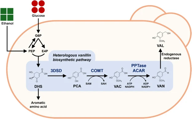 Schematic overview of the de novo vanillyl alcohol biosynthetic pathway in Saccharomyces cerevisiae. Glucose or ethanol is converted to vanillyl alcohol through a heterologous biosynthetic pathway initiated from DHS. Sequential reactions catalyzed by 3DSD, COMT, and ACAR activated by PPTase lead to