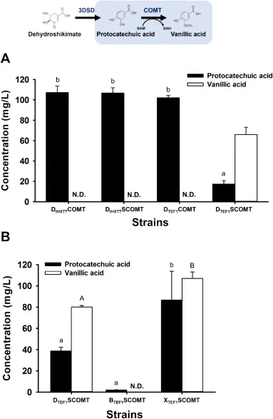 Optimization of the production of vanillic acid, a precursor of vanillyl alcohol, in Saccharomyces cerevisiae. (A) Comparison of protocatechuic acid and vanillic acid production in engineered S. cerevisiae strains expressing wild-type COMT or an SCOMT variant lacking the NTD under the control of the