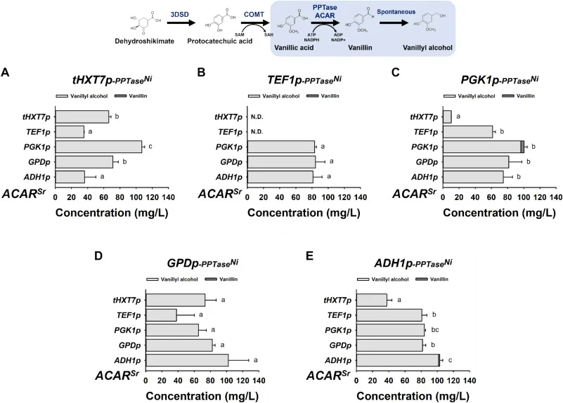 Comparison of vanillyl alcohol production as a function of promoter combinations for PPTaseNi and ACARSr expression. The promoter driving PPTaseNi expression was fixed as (A) tHXT7p, (B) TEF1p, (C) PGK1p, (D) GPDp, or (E) ADH1p, while the promoter driving ACARSr expression was varied. The resulting