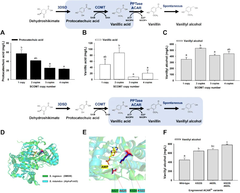 Effect of SCOMT copy number and structure-guided ACARSr engineering on vanillyl alcohol biosynthesis. Comparison of the production titers of (A) protocatechuic acid, (B) vanillic acid, and (C) vanillyl alcohol in the XtHXT7pPPTaseNi/PGK1pACARSr strain as a function of the SCOMT copy number. (D) Stru