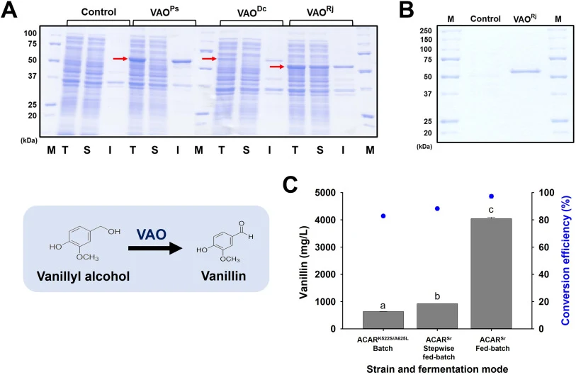 Conversion of vanillyl alcohol to vanillin via vanillyl alcohol oxidase (VAO)-based in vitro reactions. (A) SDS–PAGE analysis of recombinant VAOs from Penicillium simplicissimum (VAOPs), Diplodia corticola (VAODc), and Rhodococcus jostii (VAORj) expressed in the cytoplasm of Escherichia coli BL21 St