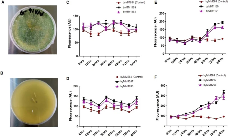 Bio-reporting abilities of the MarR- and PdhR-based biosensors based on fluorescence response to extracts from T. harzianum-anthracene culture. A) T. harzianum on potato dextrose agar (PDA) plate. B) Reverse view of T. harzianum PDA-plate. C) Fluorescence response of the MarR-based biosensors grown