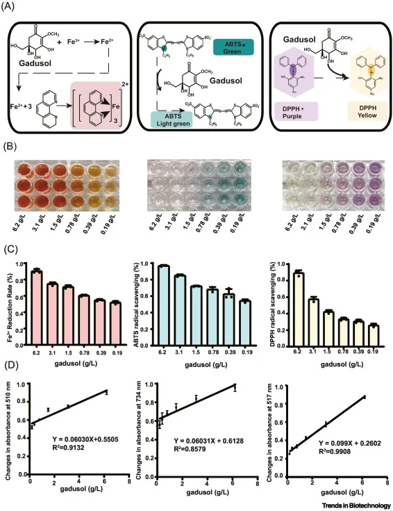 Characterization of the antioxidant properties of gadusol and establishment of a high-throughput screening method. (A) Reaction mechanisms of gadusol with Fe3+, ABTS•+, and DPPH•. (B) Visual characterization of gadusol’s antioxidant properties through colorimetric changes in reactions with Fe3+, ABT