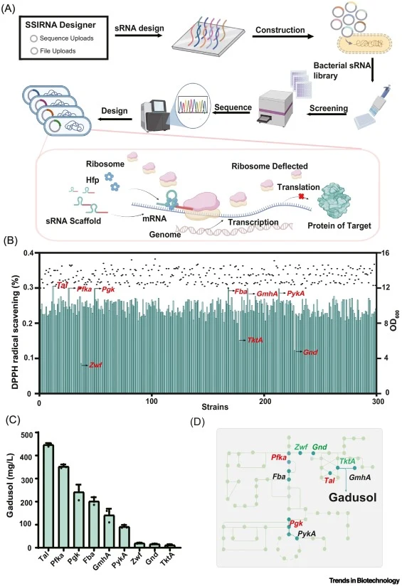 Global regulation of gadusol synthesis using ssl-sRNA. (A) Schematic diagram of the sRNA library construction process, supplemented with the mechanism by which sRNA inhibits gene expression. (B) PCR fragments containing linearized pTarget plasmids with different sRNA coding regions were transformed