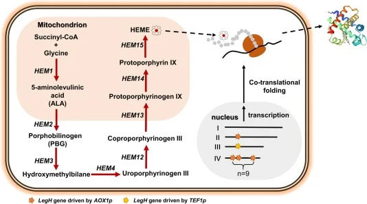 Schematic diagram describing the overall engineering strategy for LegH secretory production. A P. pastoris strain capable of high-yield secretion of LegH was constructed by increasing LegH gene dosage and consolidating the native heme biosynthesis pathway. Red arrows indicated the reinforced reactio