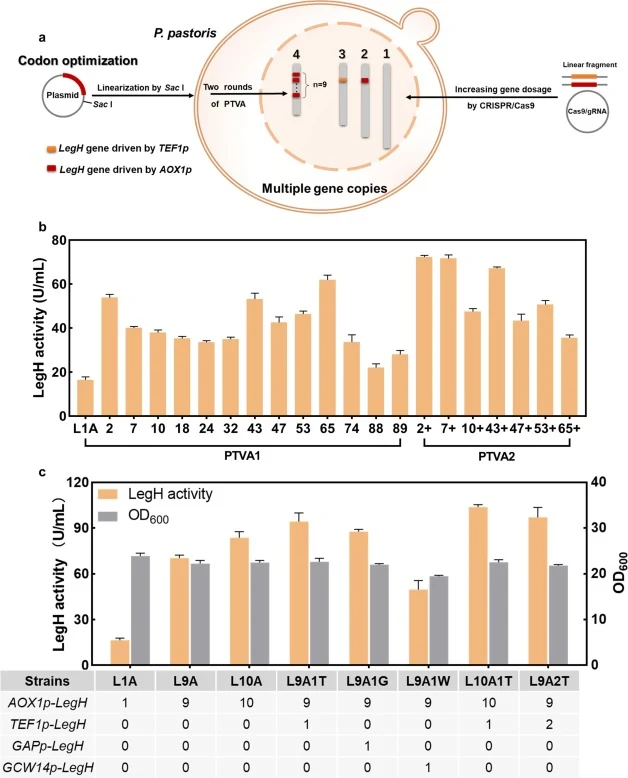 Investigation of the gene dosage effects on LegH expression. a) Construction of multi-copy integrated strains. Plasmid pPICZ-AOX1p-LegH was digested by SacI and then transformed into P. pastoris. Two rounds of PTVA were conducted on YPD plates containing gradually increased concentrations of zeocin,