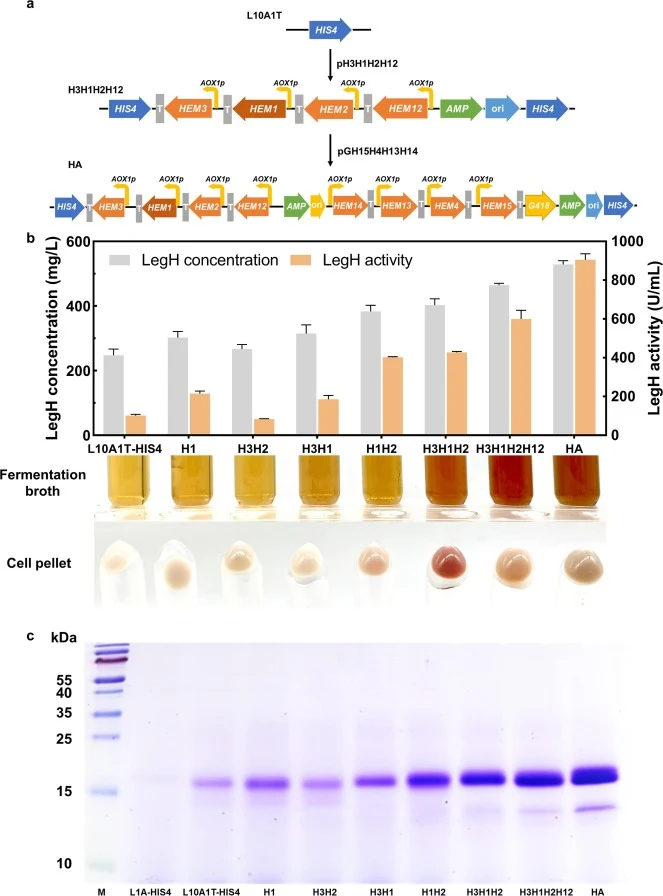 Combinatorial optimization of the heme biosynthetic pathway for high-yield secretory production of LegH. a) Integration of eight heme pathway genes into the genome of strain L10A1T. Plasmid pH3H1H2H12 was linearized by StuⅠ and integrated into the HIS4 locus to get strain H3H1H2H12. Plasmid pGH15H4H