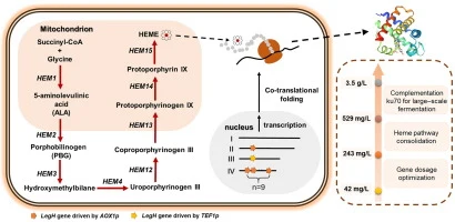 High-level secretory production of leghemoglobin in Pichia p