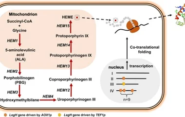 毕赤酵母中大豆 leghemoglobin 的高水平分泌生产