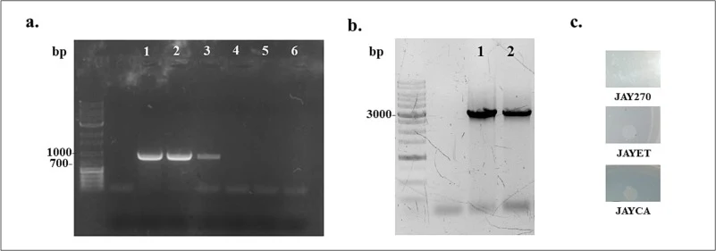 Confirmation of CRISPR/Cas9 editing in S. cerevisiae JAYET. (a) Control and reactions #1, 2, 3, 4, 5, and 6. DNA template: Yeast genomic DNA extracted from positive transformants; Primer set: MAO_023 and MAO_024; Expected PCR product size: 890 bp. (b) Control and reactions 1 and 2. DNA template: Yea