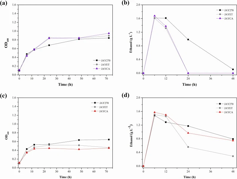 SHF cell growth (a) and ethanol concentration (b) at 30 °C; cell growth (c) and ethanol concentration (d) at 40 °C. Purple lines represent S. cerevisiae JAYCA at 30 °C. Red lines represent S. cerevisiae JAYCA at 40 °C. (For interpretation of the references to colour in this figure legend, the reader