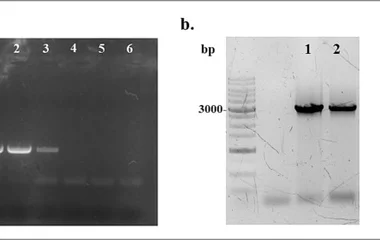 CRISPR/Cas9工程化耐热酿酒酵母生产小球藻乙醇