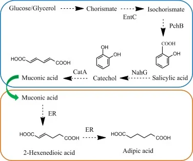 A novel artificial pathway for the biosynthesis of adipic acid. EntC, isochorismate synthase; PchB, isochorismate pyruvate lyase; NahG, salicylate 1-monoxygenase; CatA, catechol 1,2-dioxygenase; ER, enoate reductase. The blue box indicates upstream module; orange box indicates downstream module (For