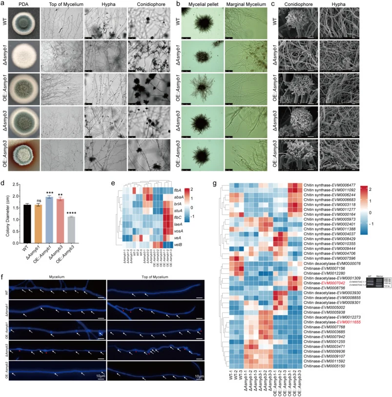 AsMyb1 and AsMyb3 regulated asexual development and mycelial morphology in A. sydowii H-1. (a) Phenotypes of WT and Asmyb1/Asmyb3 mutants cultured on PDA solid medium for 3 days. First column: colony; Second column: Hyphae at the colony margin; Third column: Hyphae in the colony center; Fourth colum