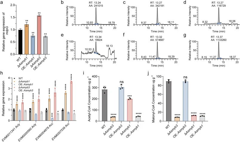 AsMyb1 and AsMyb3 negatively regulated the secondary metabolism. (a) Expression levels of the mdpG gene cluster in WT and Asmyb1/Asmyb3 mutant strains on day 4 of fermentation. (b–g) LC-MS analysis of emodin content. Mycelia from 6-day fermentations of the WT and mutant strains were freeze-dried, gr