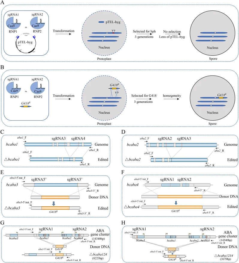 使用CRISPR/Cas9 RNP系统对灰葡萄孢菌株TB-31进行基因编辑及萜类合成途径改造。(A)-(B) 利用预组装Cas9-sgRNA RNP复合物对灰葡萄孢TB-31进行CRISPR/Cas9介导基因编辑的工作流程示意图。关键步骤包括:(1) 设计并合成靶向目的基因的sgRNA;(2) 将Cas9蛋白与sgRNA体外组装为RNP复合物;(3) 通过PEG介导转化,将两个RNP及端粒载体pTEL-hyg(A)或含G418筛选标记的供体DNA(B)递送至灰葡萄孢原生质体中;