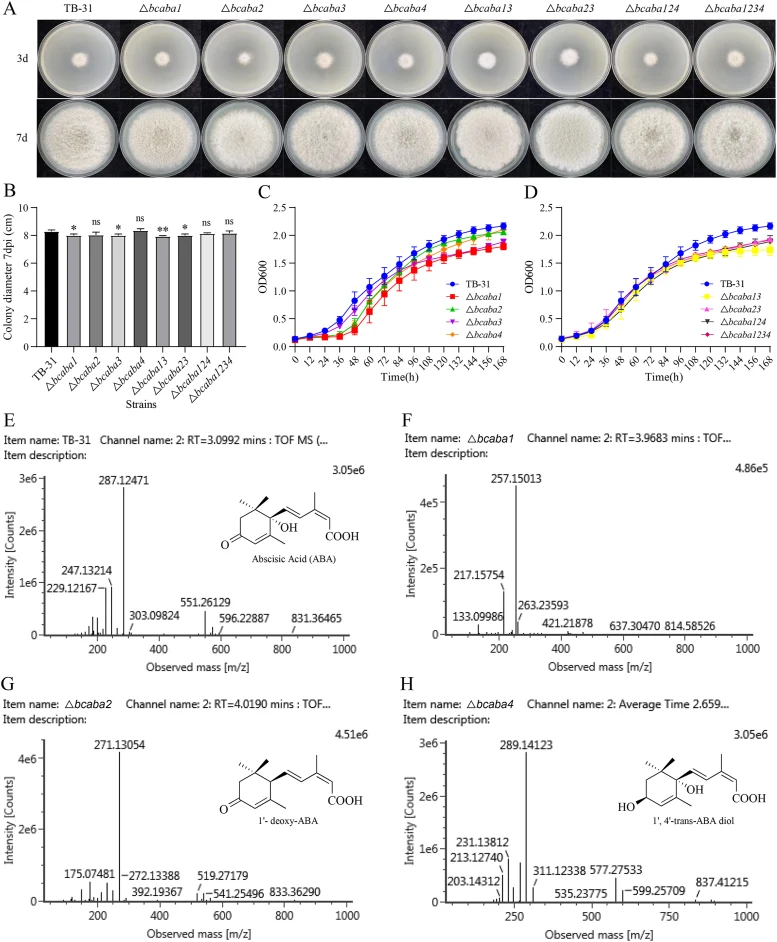 The colony morphologies and diameters, growth curves, and metabolites of modified strains. (A) Colony morphologies of eight modified strains. The B. cinerea TB-31 and gene knockout strains were cultured on PDA and photographed after 3 and 7 dpi. (B) Colony diameters of B. cinerea TB-31 and the gene