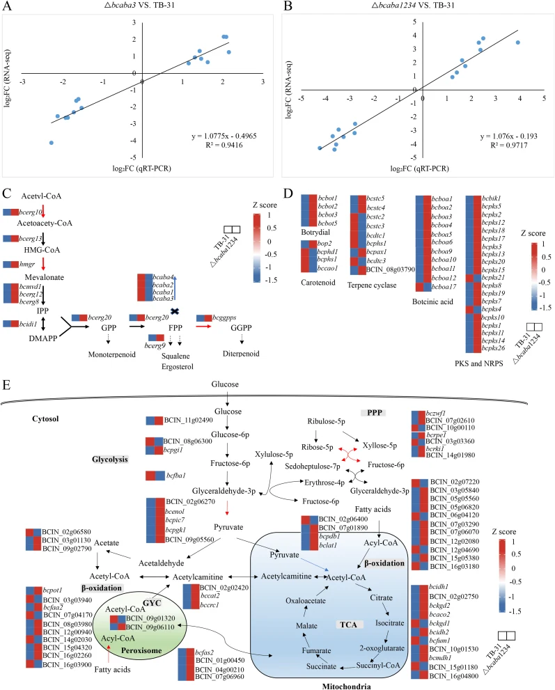 Transcriptomic analysis of B. cinerea strains TB-31, △ bcaba3 , and △ bcaba1234 . (A)∼(B) Regression analysis between transcriptomic data (RNA-seq) and RT‒qPCR validation. △ bcaba3 vs. TB-31: R 2 = 0.94, P < 0.001 (A); △ bcaba1234 vs. TB-31: R 2 = 0.97, P < 0.001 (B). (C) Heatmap of the relati