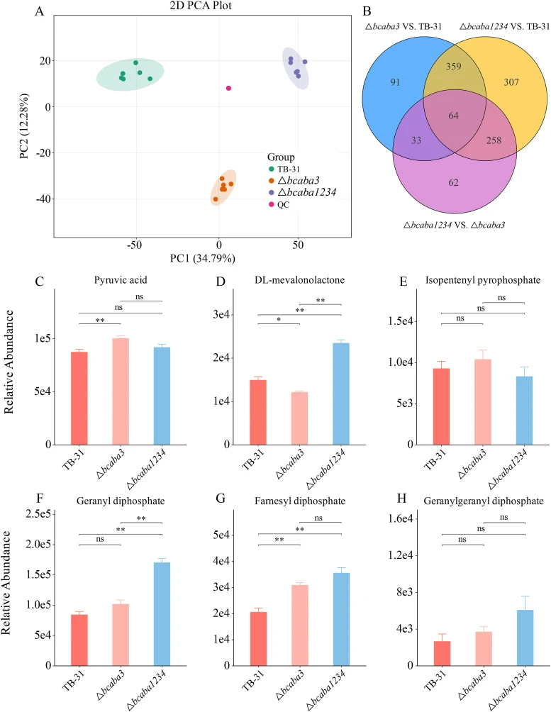 Nontargeted metabolomics analysis of the △ bcaba3 and △ bcaba1234 strains compared with TB-31. (A) PCA of metabolomic profiles, showing distinct clustering of the control strain TB-31 and the mutant strains △ bcaba3 and △ bcaba1234 . Each point represents a biological replicate, and the percentage o