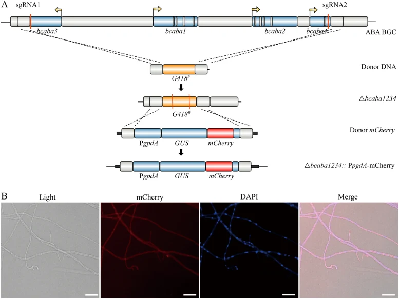 基于CRISPR/Cas9的靶向整合系统。(A) mCherry靶向整合的基因组示意图。(B) 荧光显微镜图像显示△bcaba1234菌株中mCherry靶向整合的高效表达,载玻片上培养5天的萌发体,细胞核经DAPI染色(蓝色)。比例尺:20 μm。