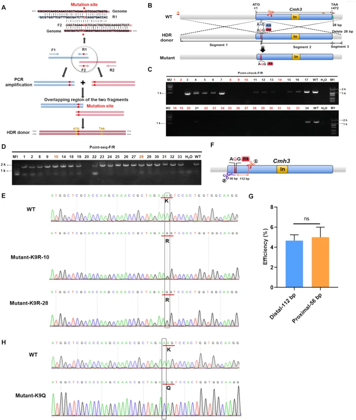 OmniEdit-mediated point mutation strategy an d validation in Cordyceps militaris . A: Strategy for generating the HDR donor via PCR amplification. The upstream fragment was amplified using primers F1/R1, and the downstream fragment using primers F2/R2. The overlapping region between the two fragment