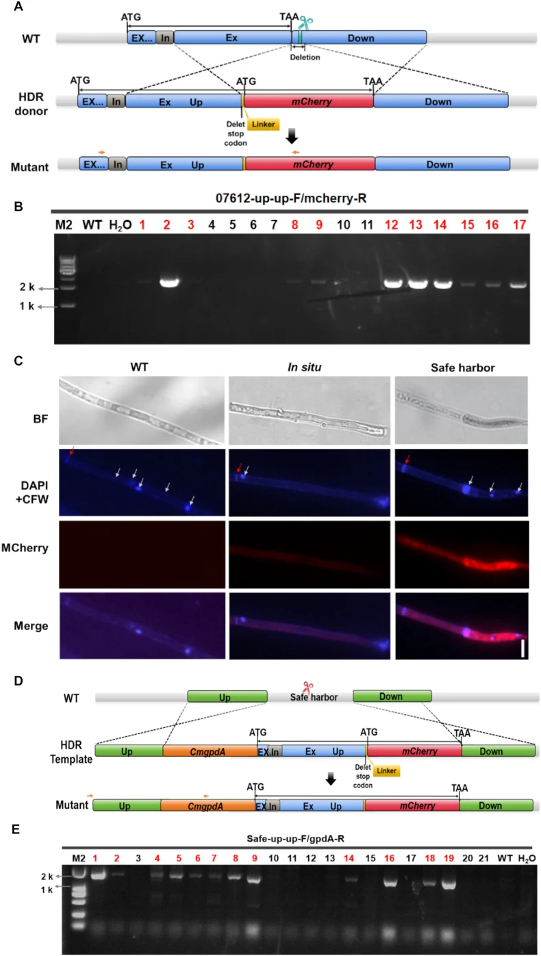 OmniEdit-mediated in situ and safe-harbor-driven fluorescent tagging of CmGCN5a . A: Strategy for in situ C-terminal fusion of CmGCN5a with mCherry protein. The sgRNA target site (indicated by green scissors) was designed 230 bp downstream of the Cmgcn5 a stop codon. Ex: exon; In: intron; Up: upstre