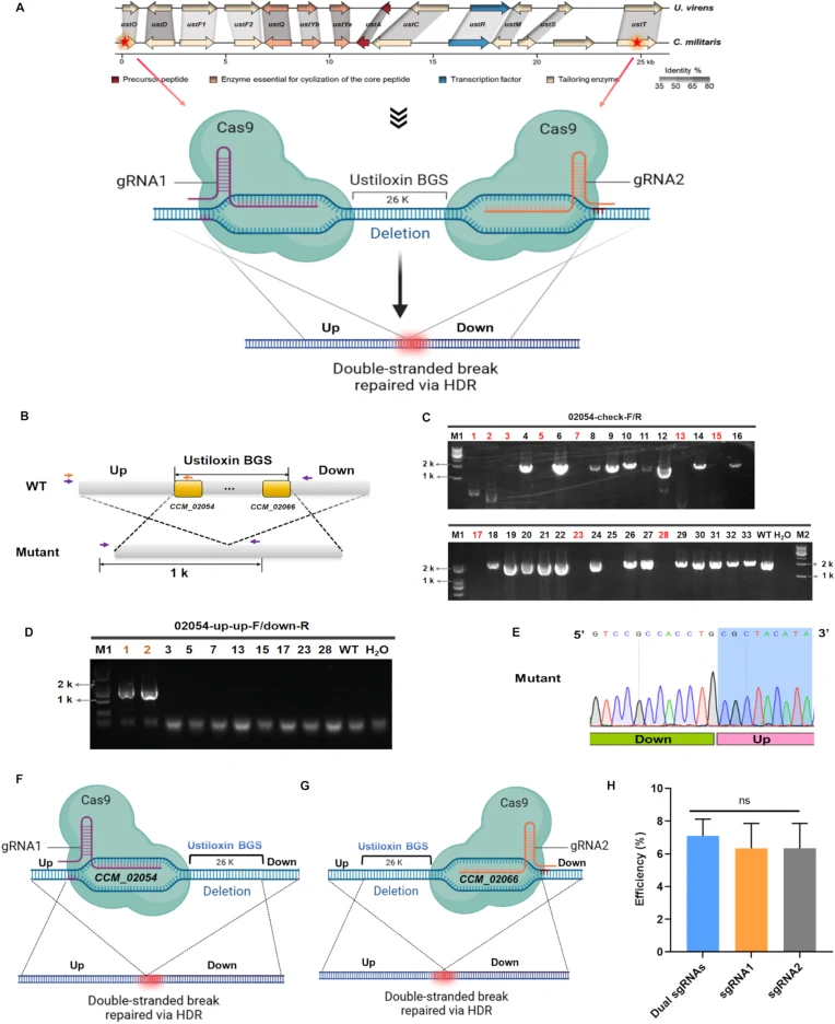 OmniEdit-mediated deletion of a large biosynthetic gene cluster . A: Schematic overview of the dual-sgRNA strategy used for deletion of the ustiloxin BGC. The positions of sgRNAs target sites were indicated by stars. The upstream (up) and downstream (down) homology arms flanking the BGC were labeled