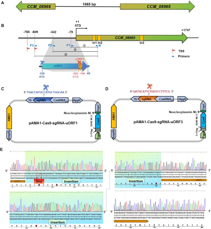Target editing of uORF in CCM_08965 . A: Schematic representation of the genomic organization and transcriptional direction of CCM_08965 and CCM_08966 . B: Analysis of the promoter region and schematic overview of predicted uORFs of CCM_08965 . Two predicted transcription start sites (TSS) for CCM_0